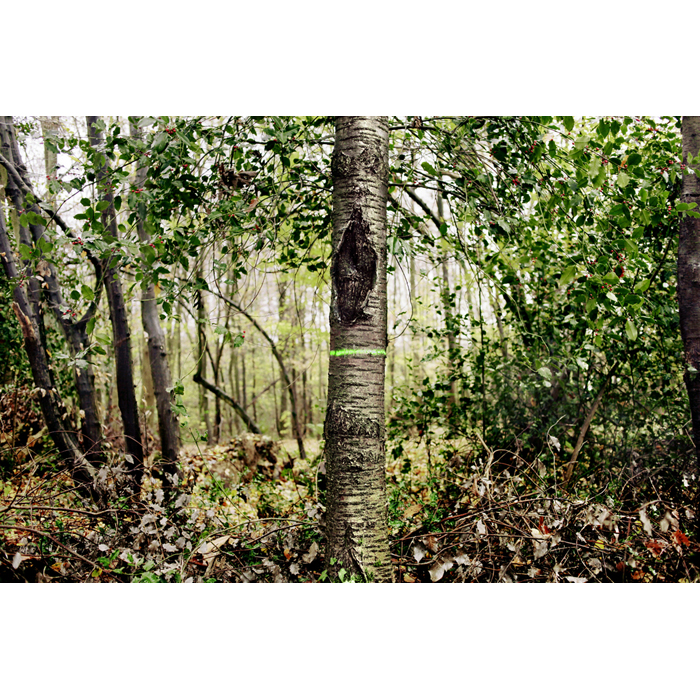 Aigrefoin foret arbres peinture vert automne	© Rémy Artiges - Photographie