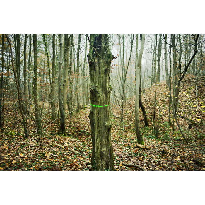 Aigrefoin foret arbres peinture vert automne	© Rémy Artiges - Photographie