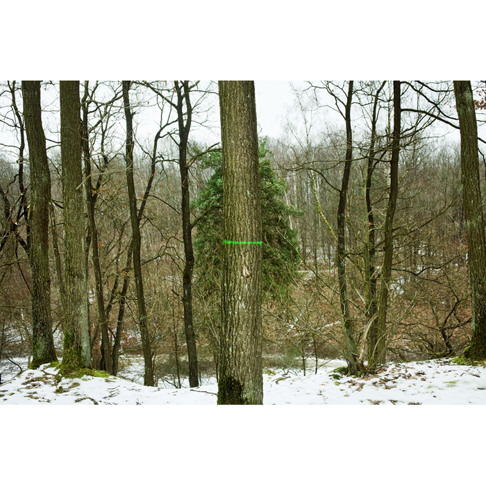 Aigrefoin foret arbres peinture vert hiver	© Rémy Artiges - Photographie